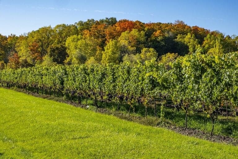 5 Reasons You Should Move to Niagara Region
